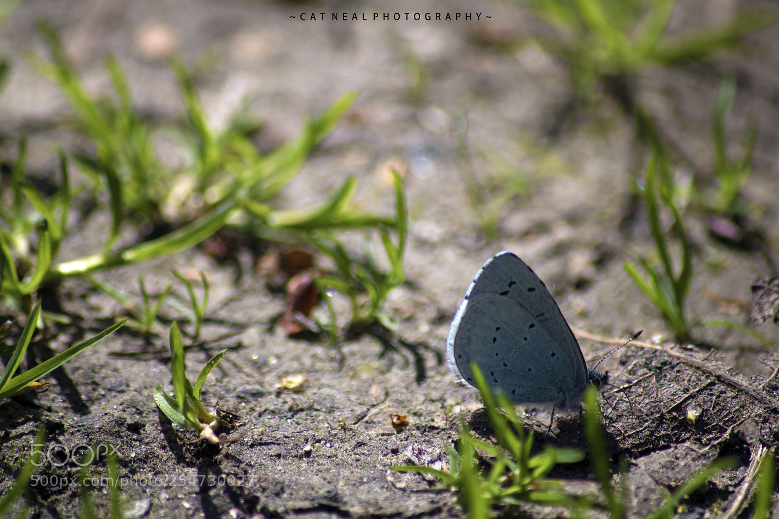 Canon EOS 750D (EOS Rebel T6i / EOS Kiss X8i) sample photo. Blue butterfly photography