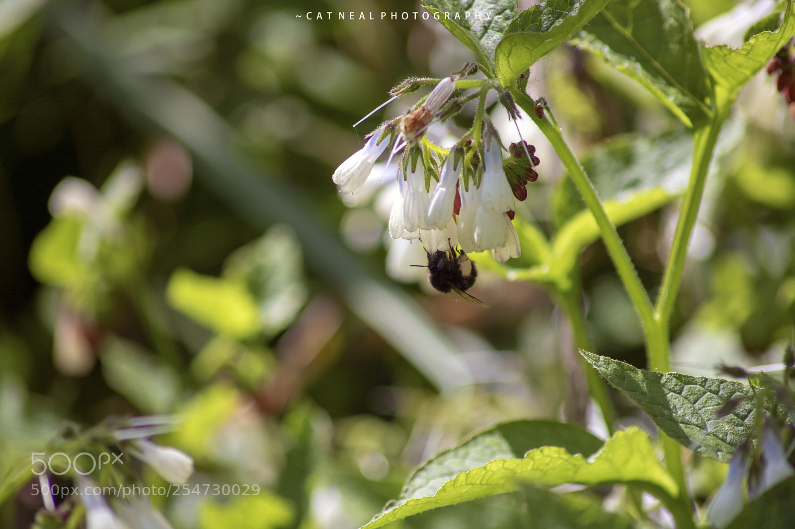 Canon EOS 750D (EOS Rebel T6i / EOS Kiss X8i) sample photo. Bee photography