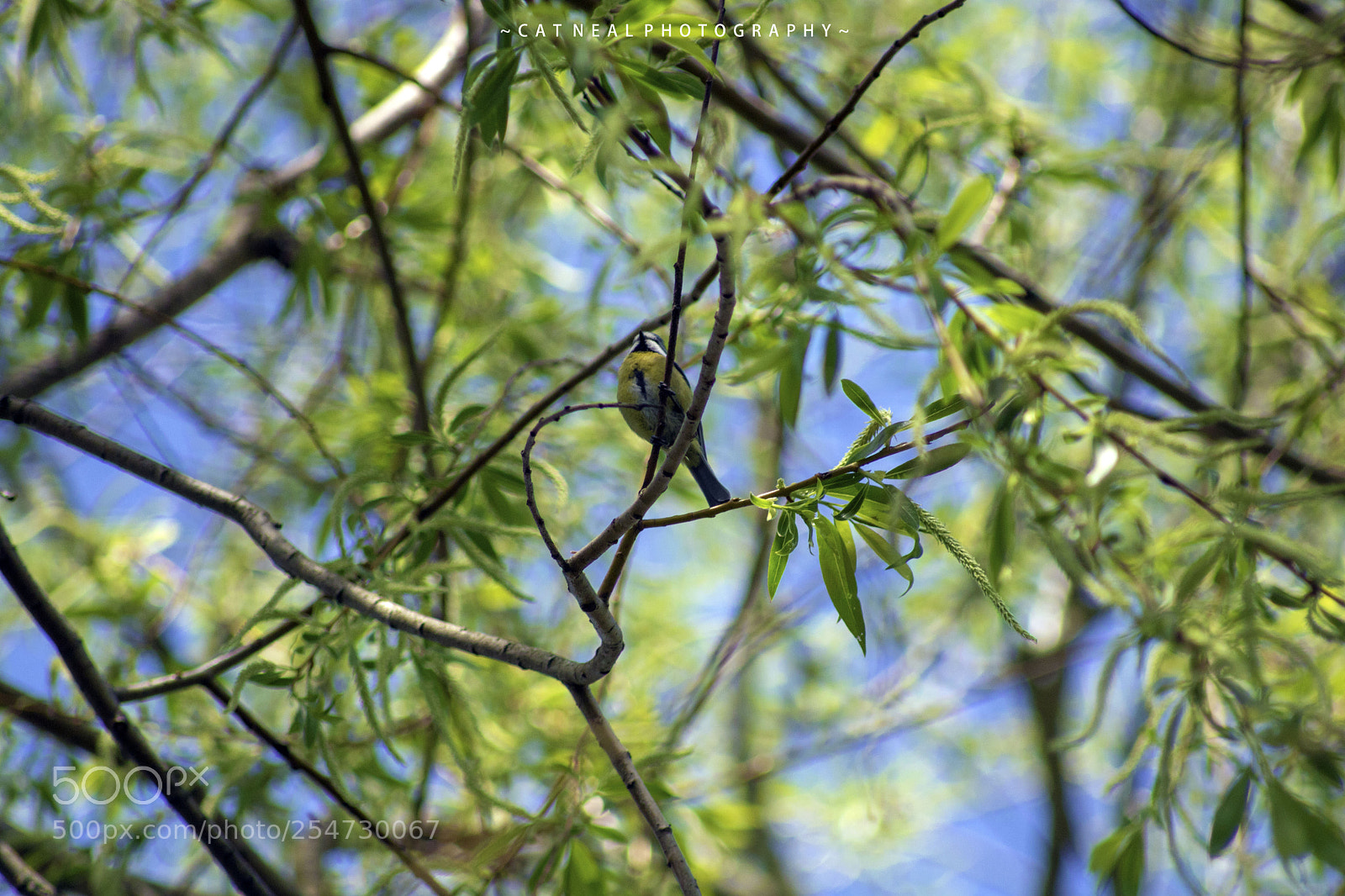 Canon EOS 750D (EOS Rebel T6i / EOS Kiss X8i) sample photo. Blue tit photography