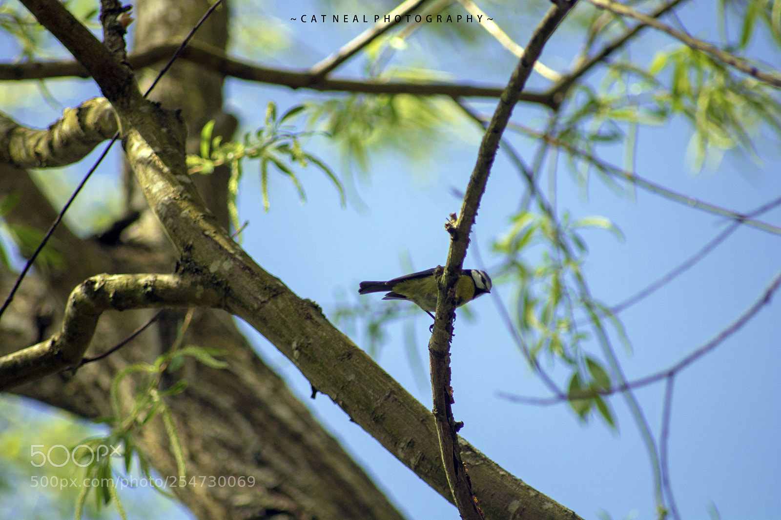 Canon EOS 750D (EOS Rebel T6i / EOS Kiss X8i) sample photo. Blue tit photography