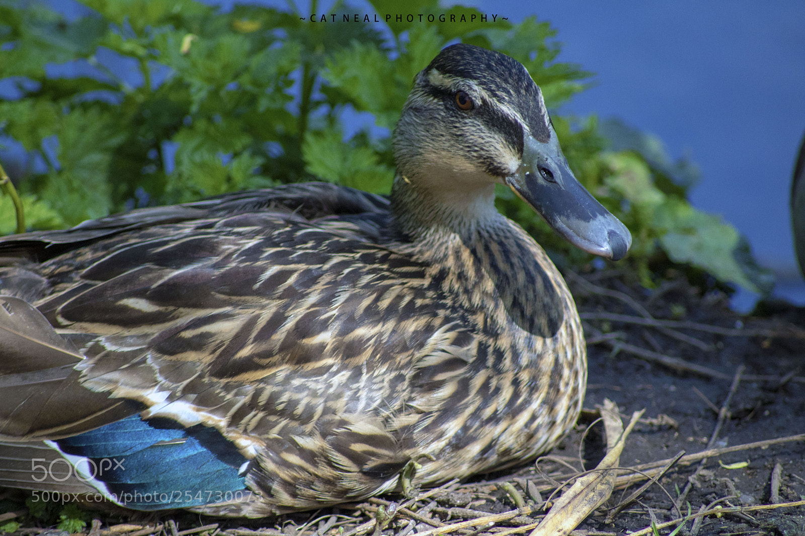 Canon EOS 750D (EOS Rebel T6i / EOS Kiss X8i) sample photo. Female mallard photography
