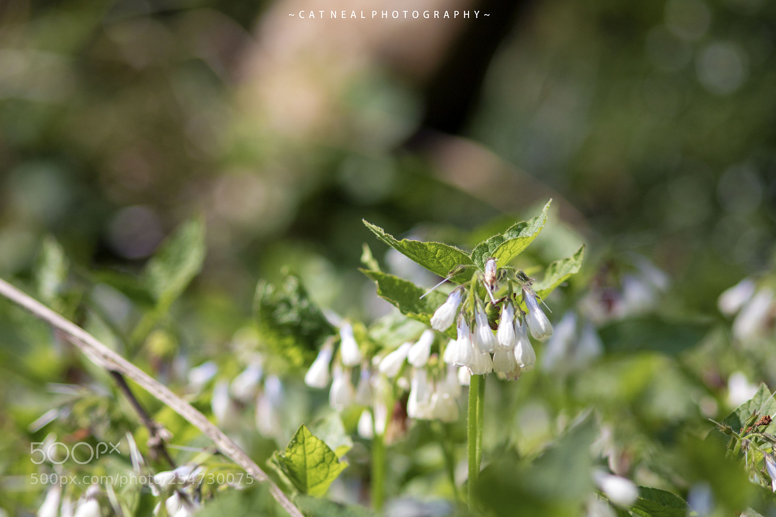 Canon EOS 750D (EOS Rebel T6i / EOS Kiss X8i) sample photo. Flowers photography