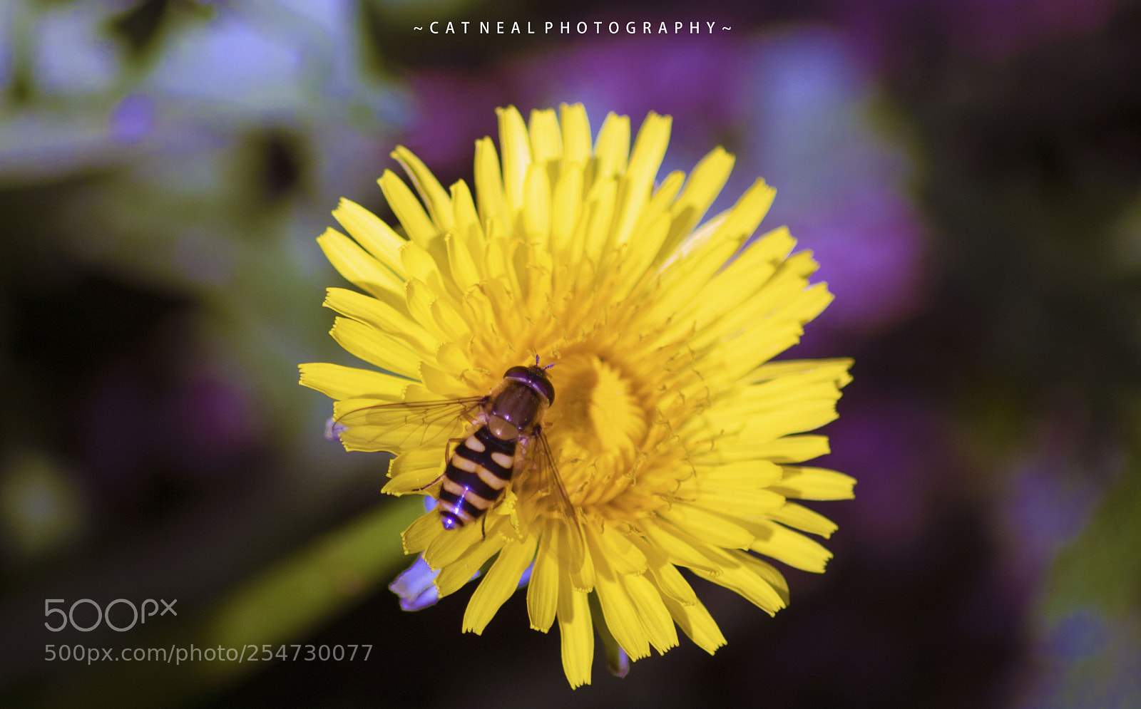 Canon EOS 750D (EOS Rebel T6i / EOS Kiss X8i) sample photo. Hover fly photography