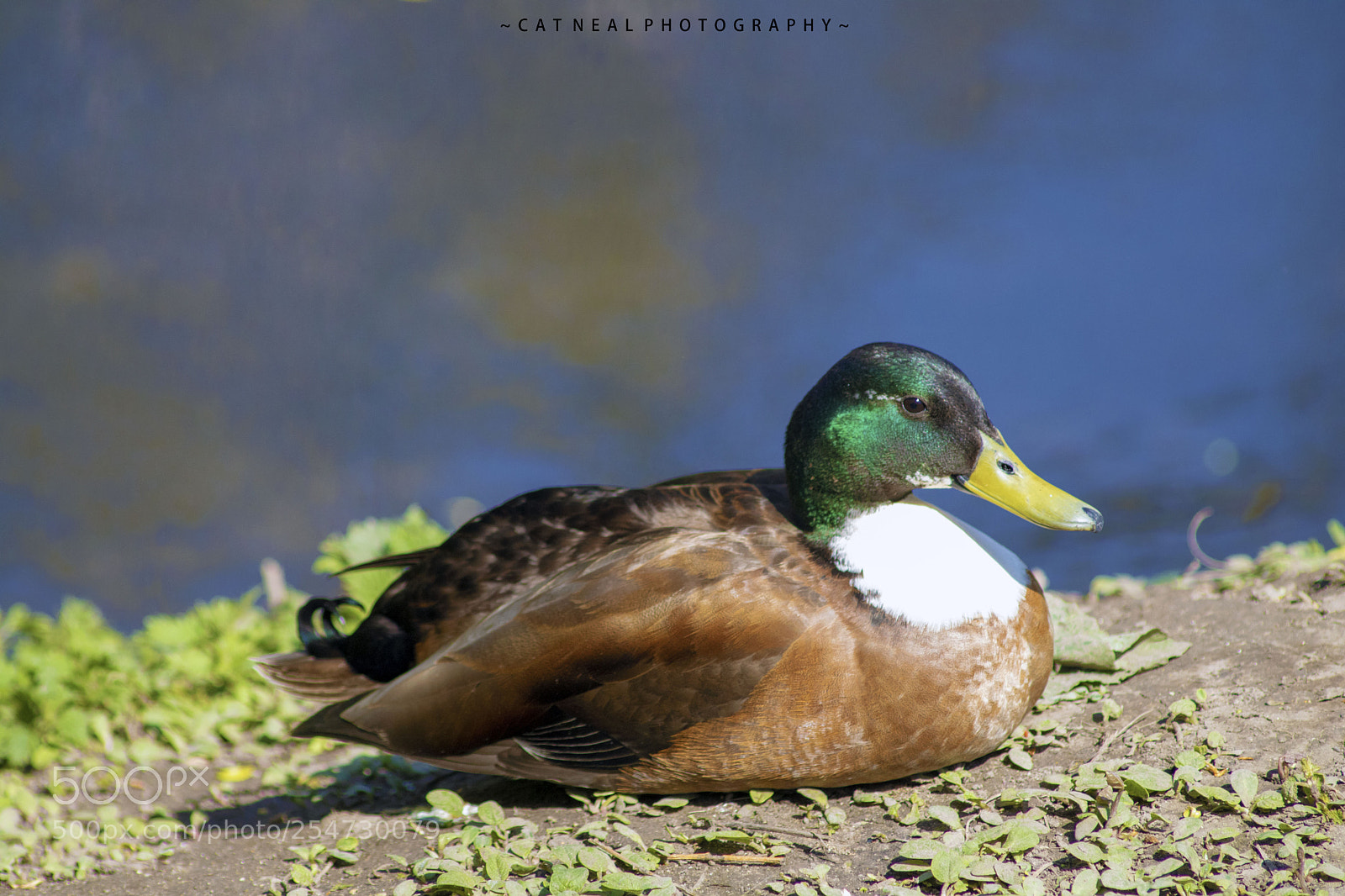 Canon EOS 750D (EOS Rebel T6i / EOS Kiss X8i) sample photo. Lying mallard photography