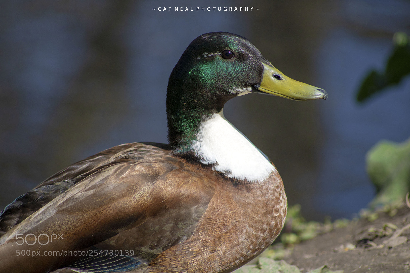 Canon EOS 750D (EOS Rebel T6i / EOS Kiss X8i) sample photo. Mallard close up photography