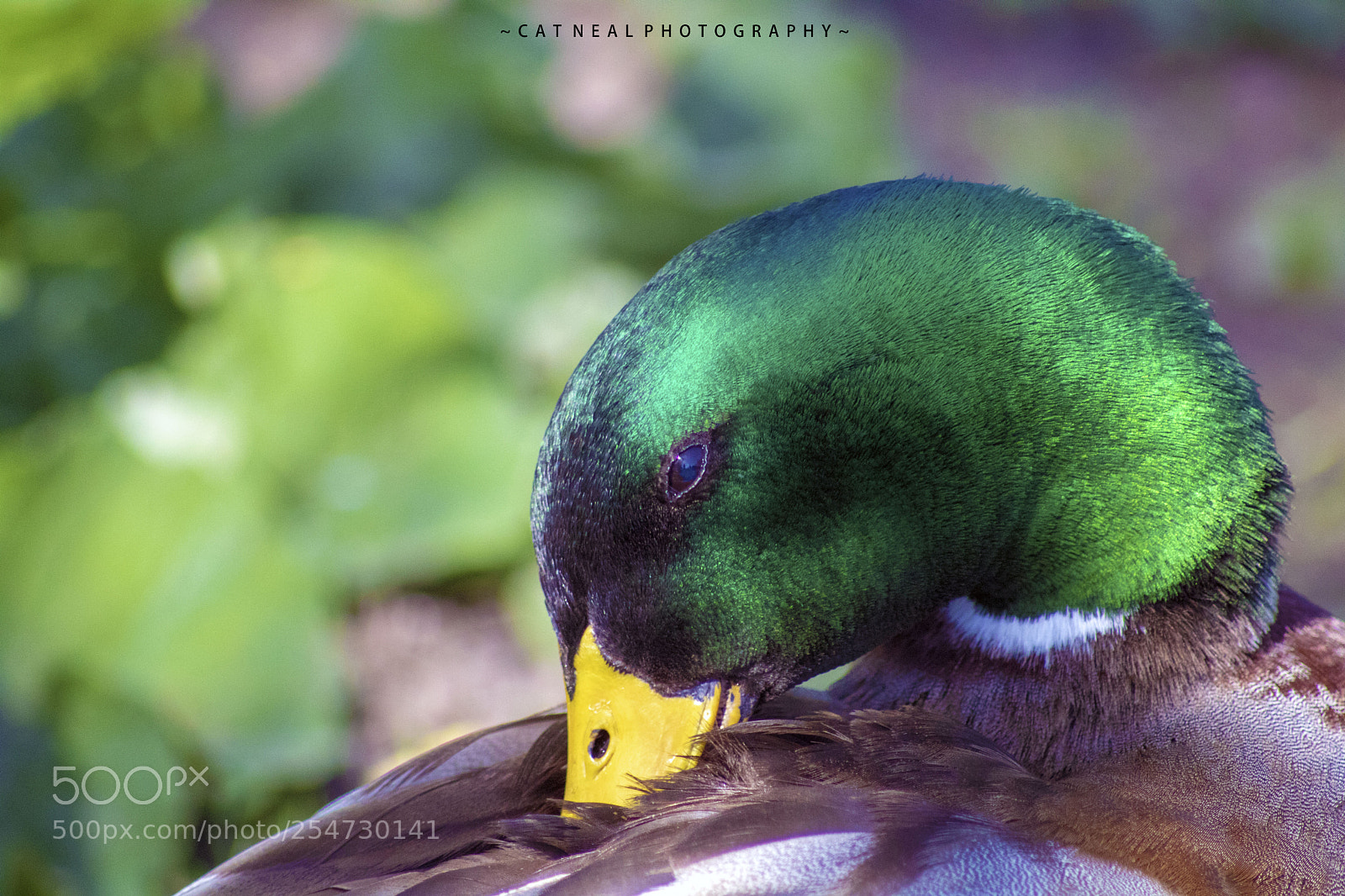Canon EOS 750D (EOS Rebel T6i / EOS Kiss X8i) sample photo. Mallard photography