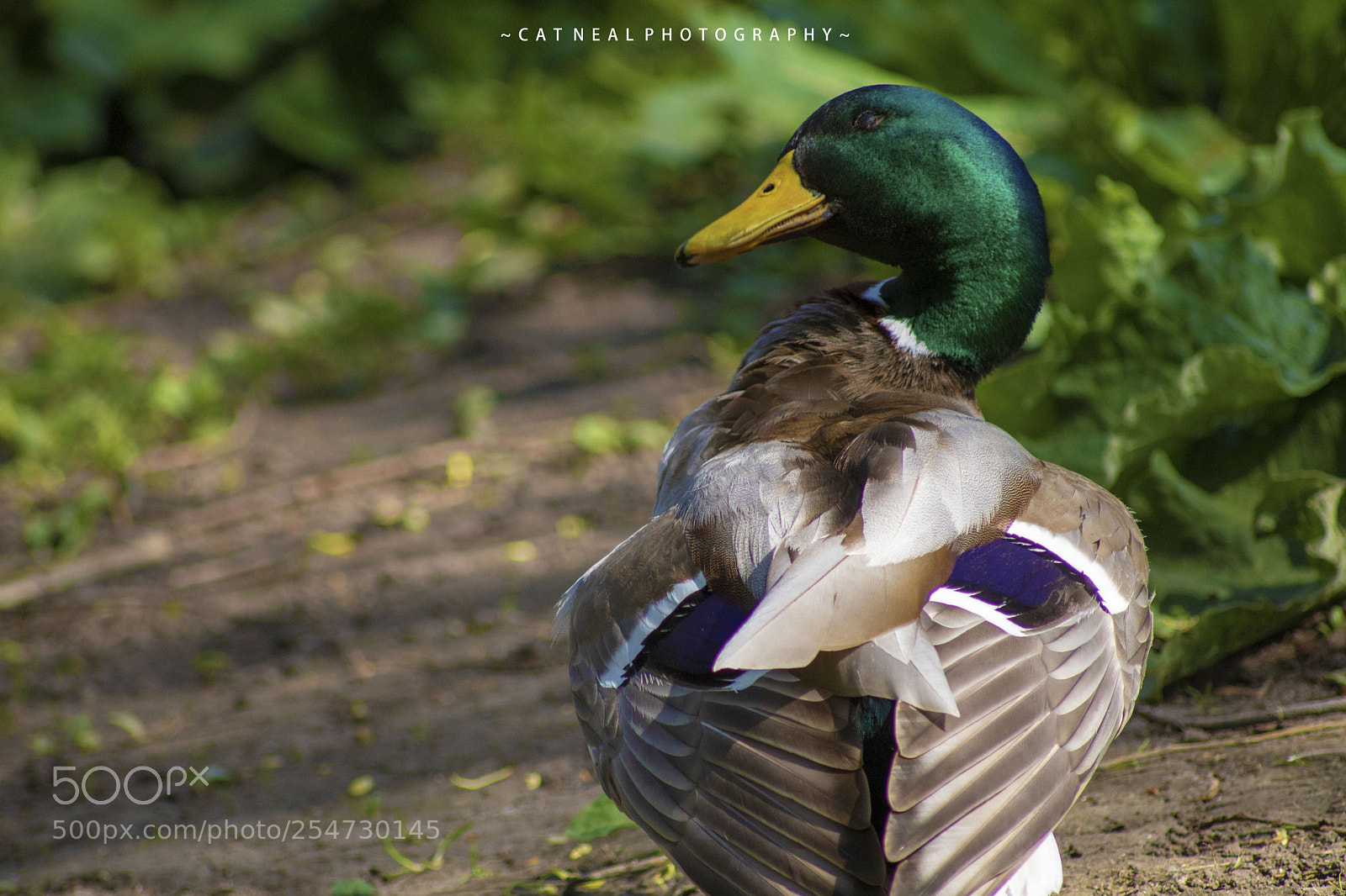 Canon EOS 750D (EOS Rebel T6i / EOS Kiss X8i) sample photo. Smiling mallard photography