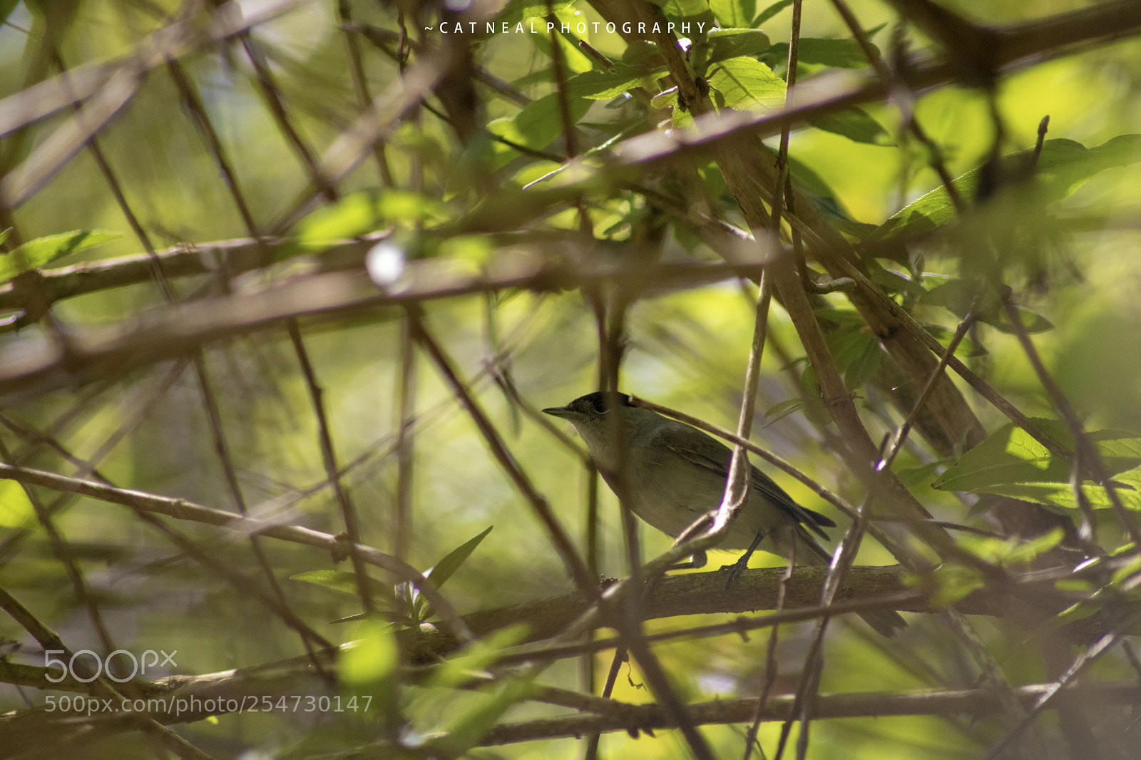 Canon EOS 750D (EOS Rebel T6i / EOS Kiss X8i) sample photo. Sparrow photography