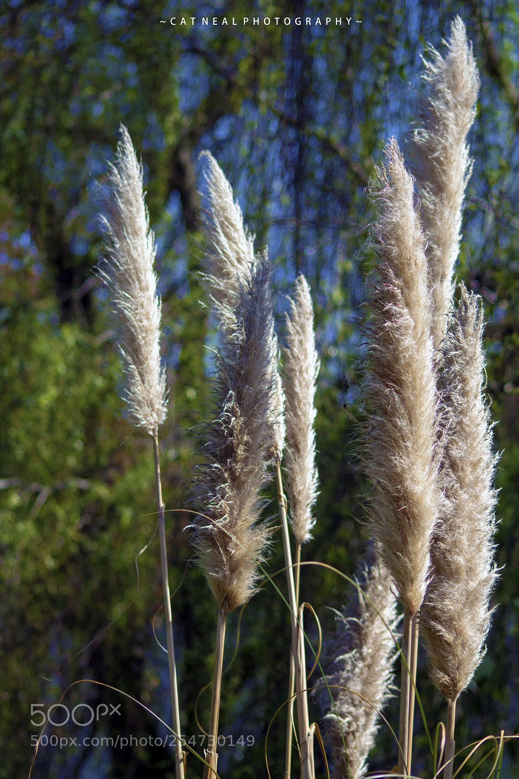 Canon EOS 750D (EOS Rebel T6i / EOS Kiss X8i) sample photo. Wheat photography