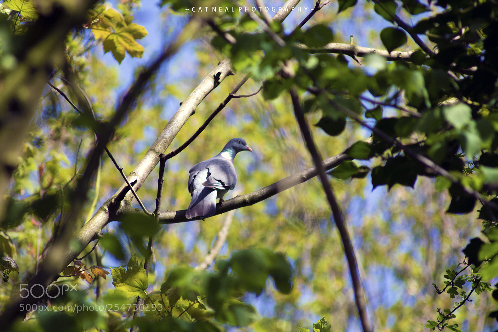Canon EOS 750D (EOS Rebel T6i / EOS Kiss X8i) sample photo. Wood pigeon photography