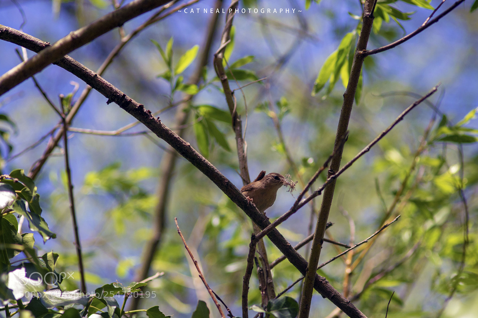 Canon EOS 750D (EOS Rebel T6i / EOS Kiss X8i) sample photo. Wren far photography