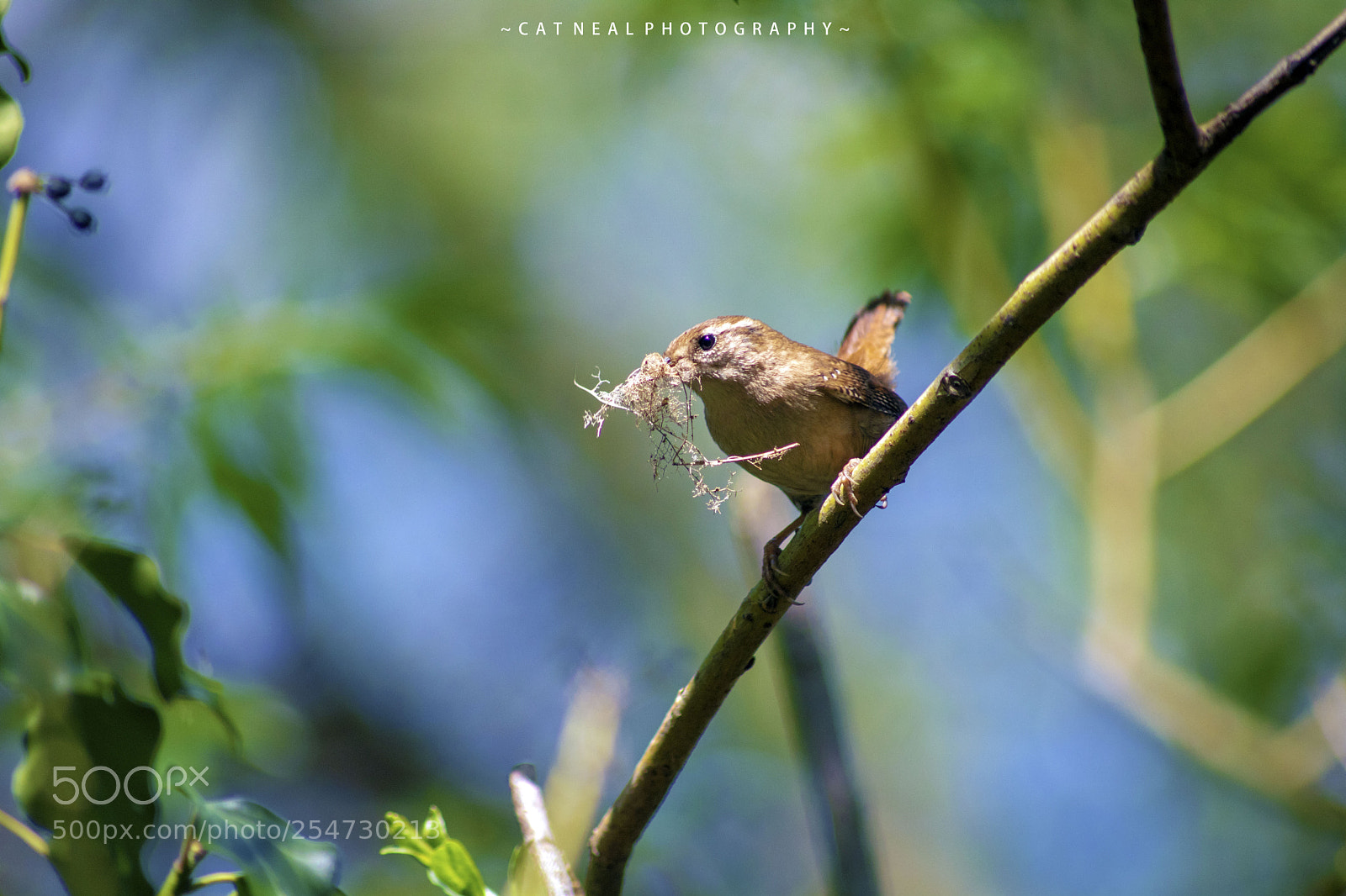 Canon EOS 750D (EOS Rebel T6i / EOS Kiss X8i) sample photo. Wren photography