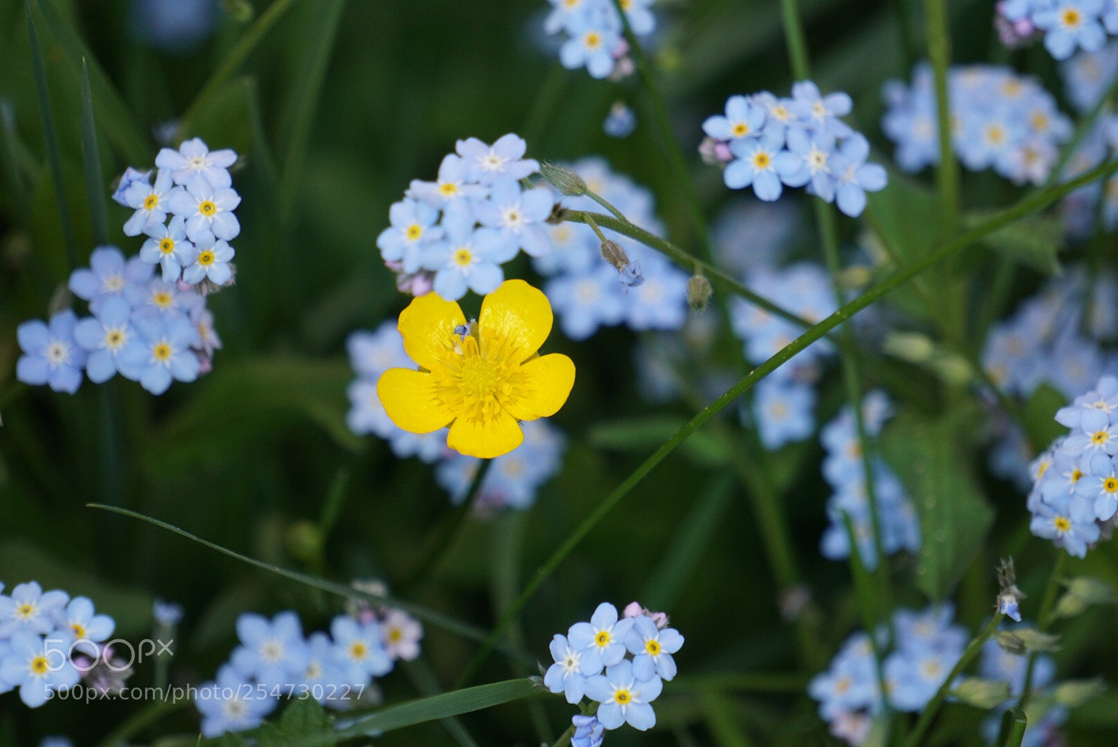 Sony a6000 sample photo. Buttercup photography