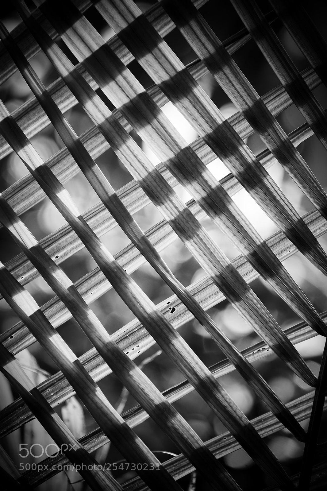 Nikon D7200 sample photo. Weave photography