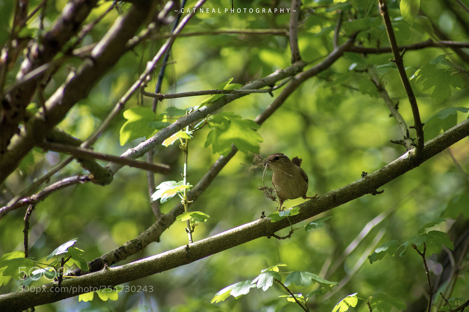 Canon EOS 750D (EOS Rebel T6i / EOS Kiss X8i) sample photo. Wren photography