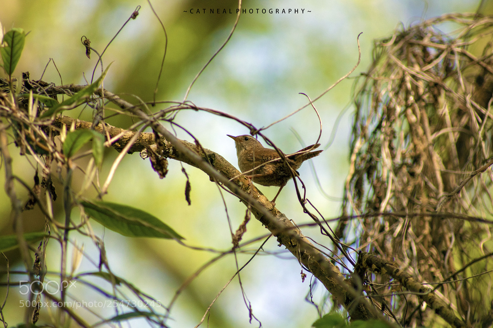 Canon EOS 750D (EOS Rebel T6i / EOS Kiss X8i) sample photo. Wren photography