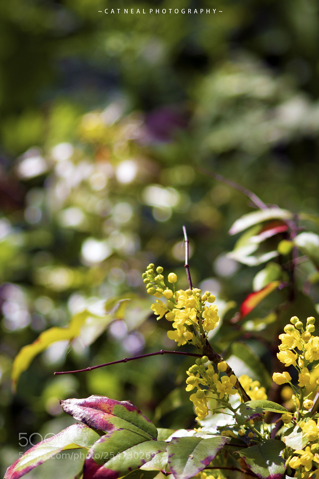 Canon EOS 750D (EOS Rebel T6i / EOS Kiss X8i) sample photo. Yellow flower photography