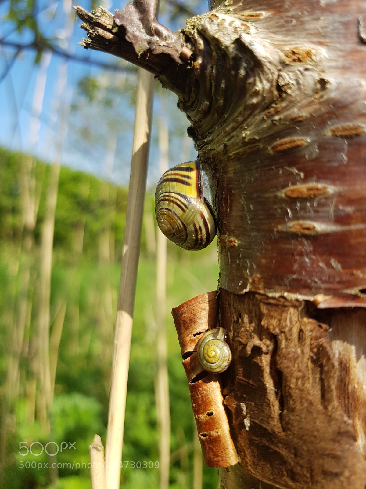 Samsung Galaxy S8 sample photo. Snails photography
