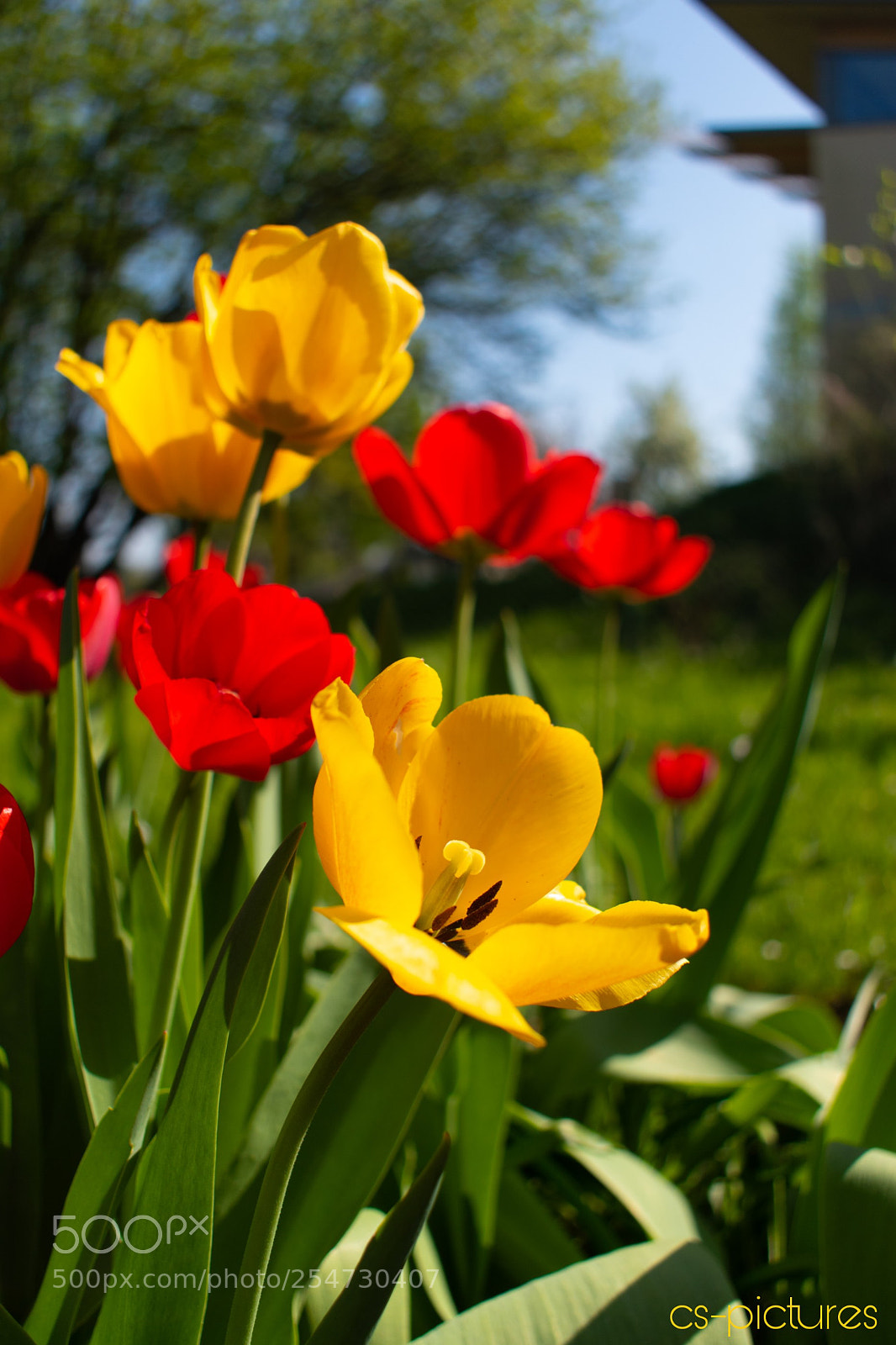 Nikon D5500 sample photo. Tulpe photography