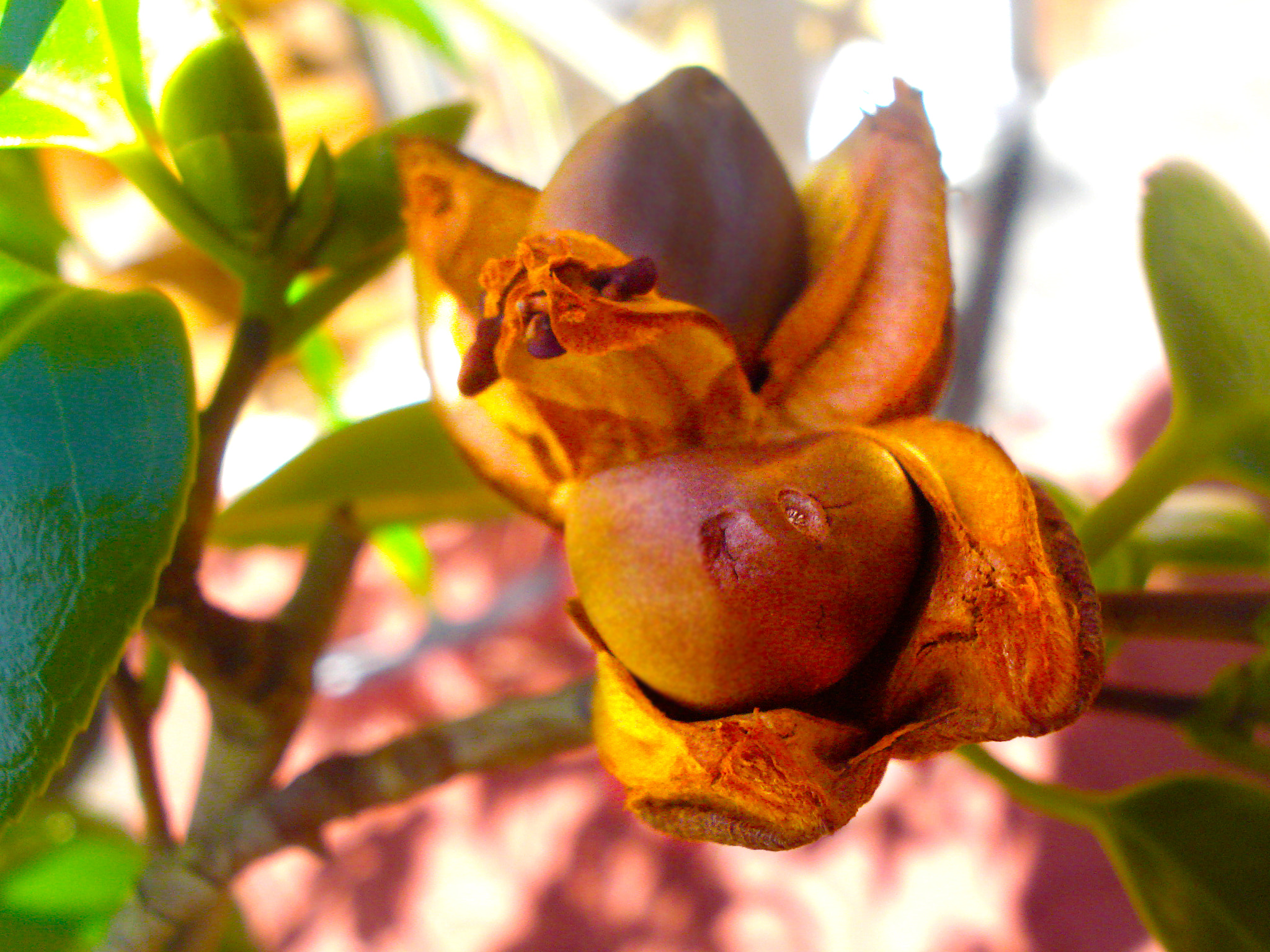 Sony DSC-W55 sample photo. Lucuma. photography