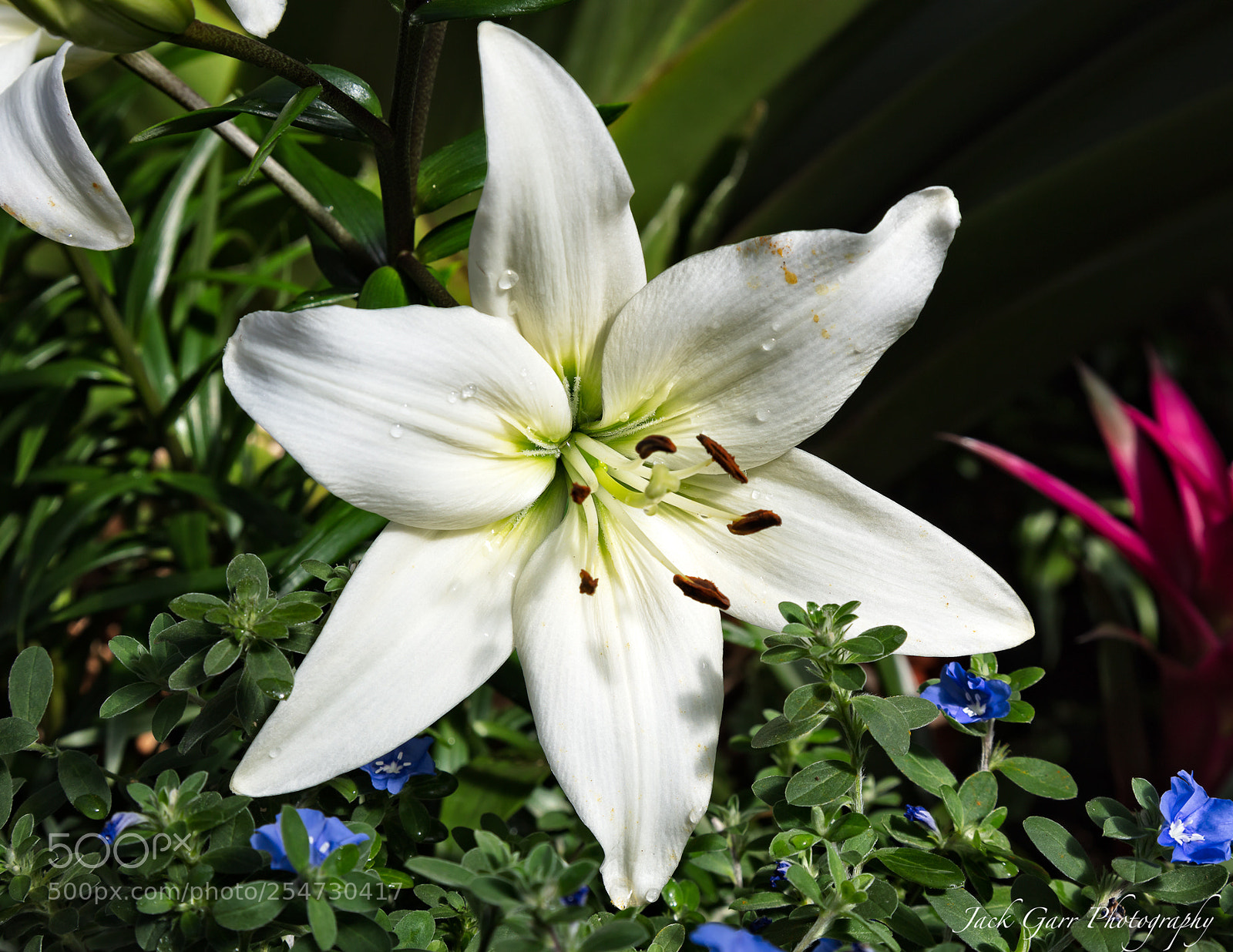Canon EOS 5DS sample photo. Lily photography