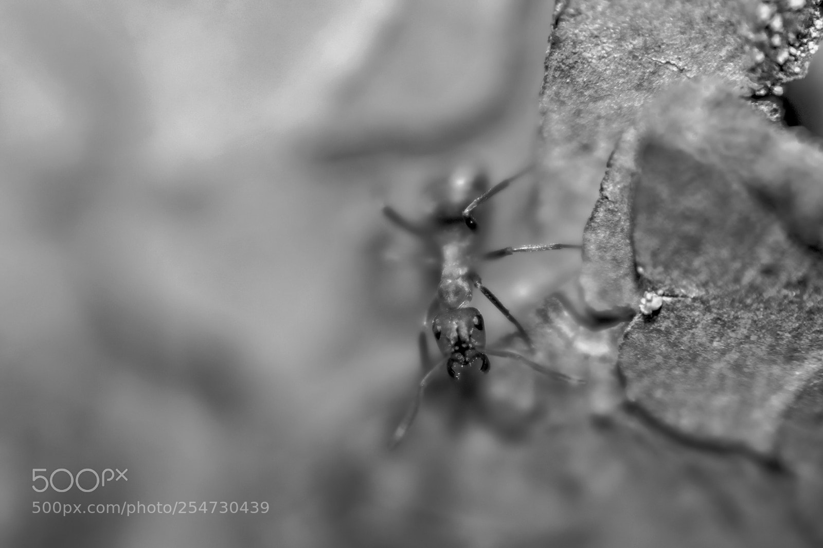 Canon EOS 80D sample photo. Close up  photography