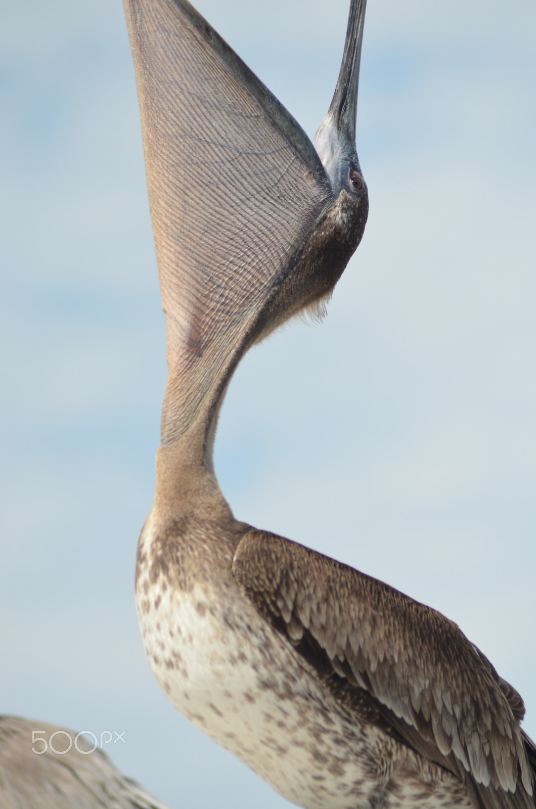 Nikon AF Nikkor 70-300mm F4-5.6G sample photo. (t) photography