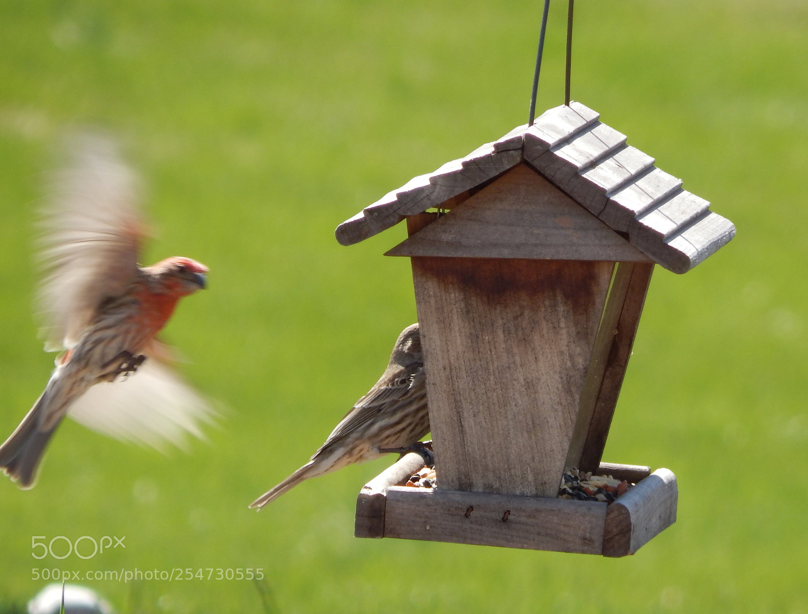 Nikon Coolpix L820 sample photo. The birds of spring photography