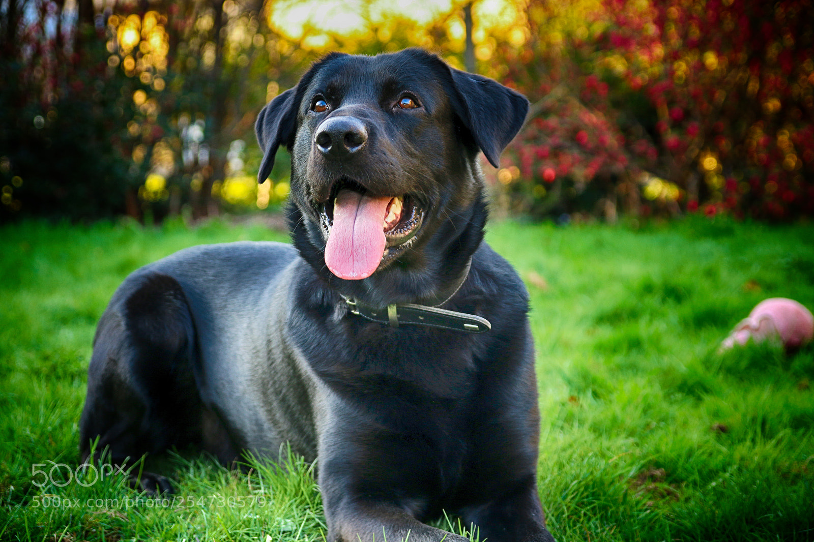Canon EOS 70D sample photo. Dog #1 photography