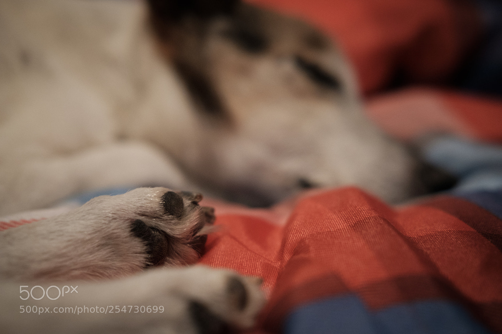 Fujifilm X-T20 sample photo. Luna #2 photography
