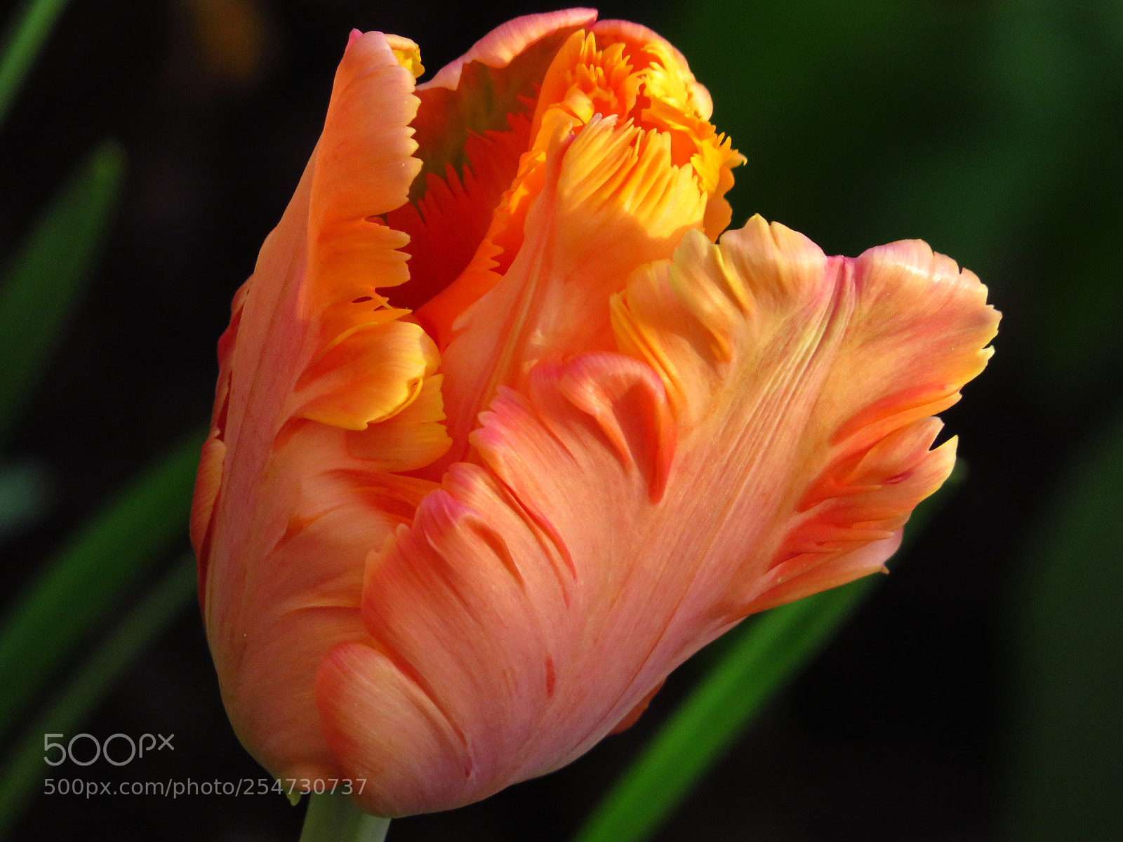 Canon PowerShot SX540 HS sample photo. Tulpe photography