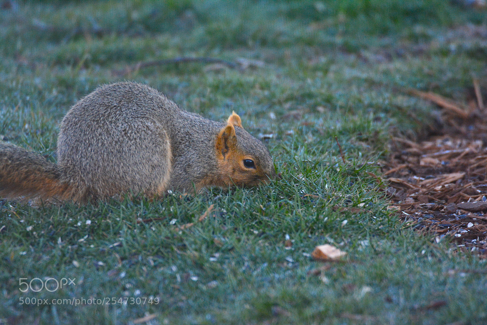 Nikon D5200 sample photo. Squirrel photography