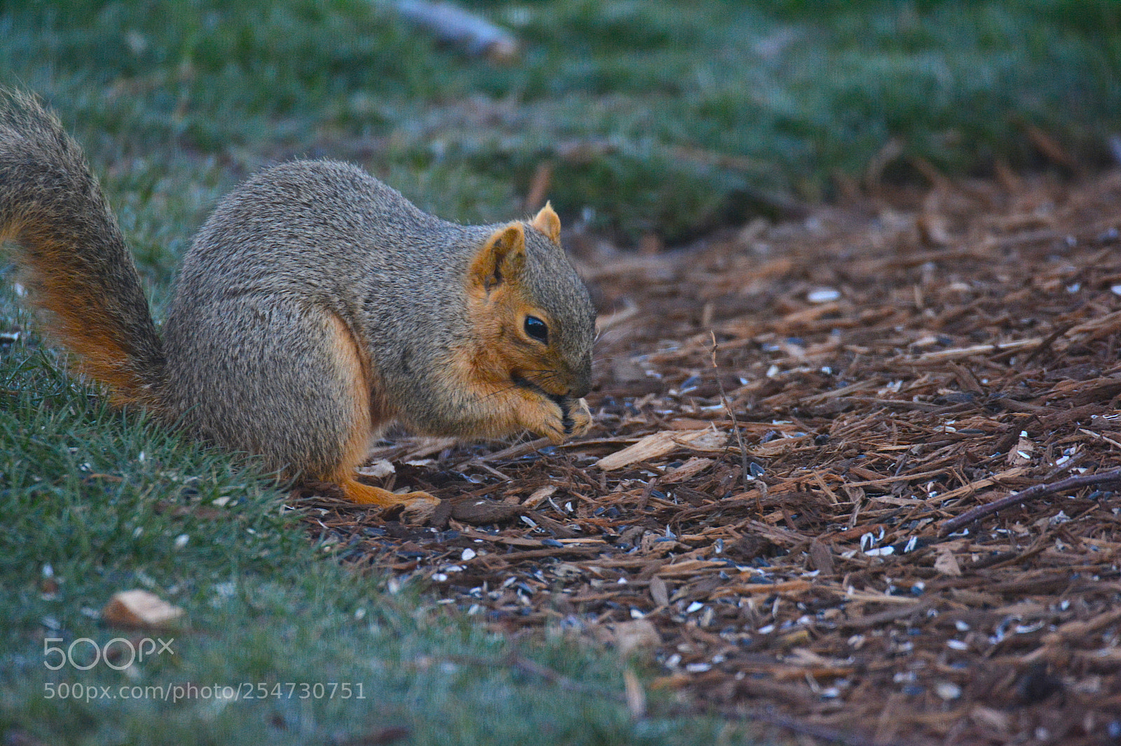 Nikon D5200 sample photo. Squirrel photography