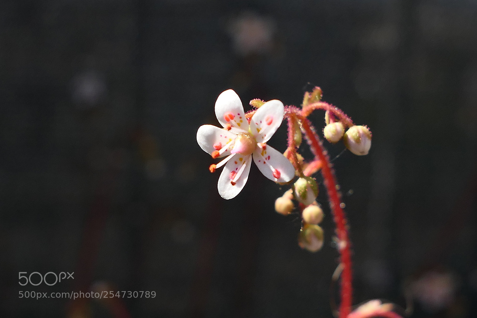 Panasonic Lumix DMC-LX10 (Lumix DMC-LX15) sample photo. Floraison photography