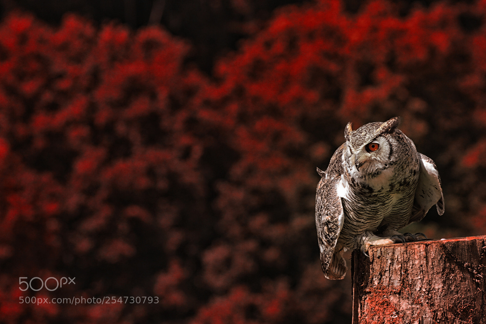 Canon EOS 7D sample photo. The owl photography