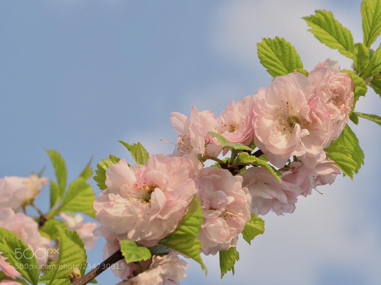 Olympus OM-D E-M10 II sample photo. Almond blossoms photography