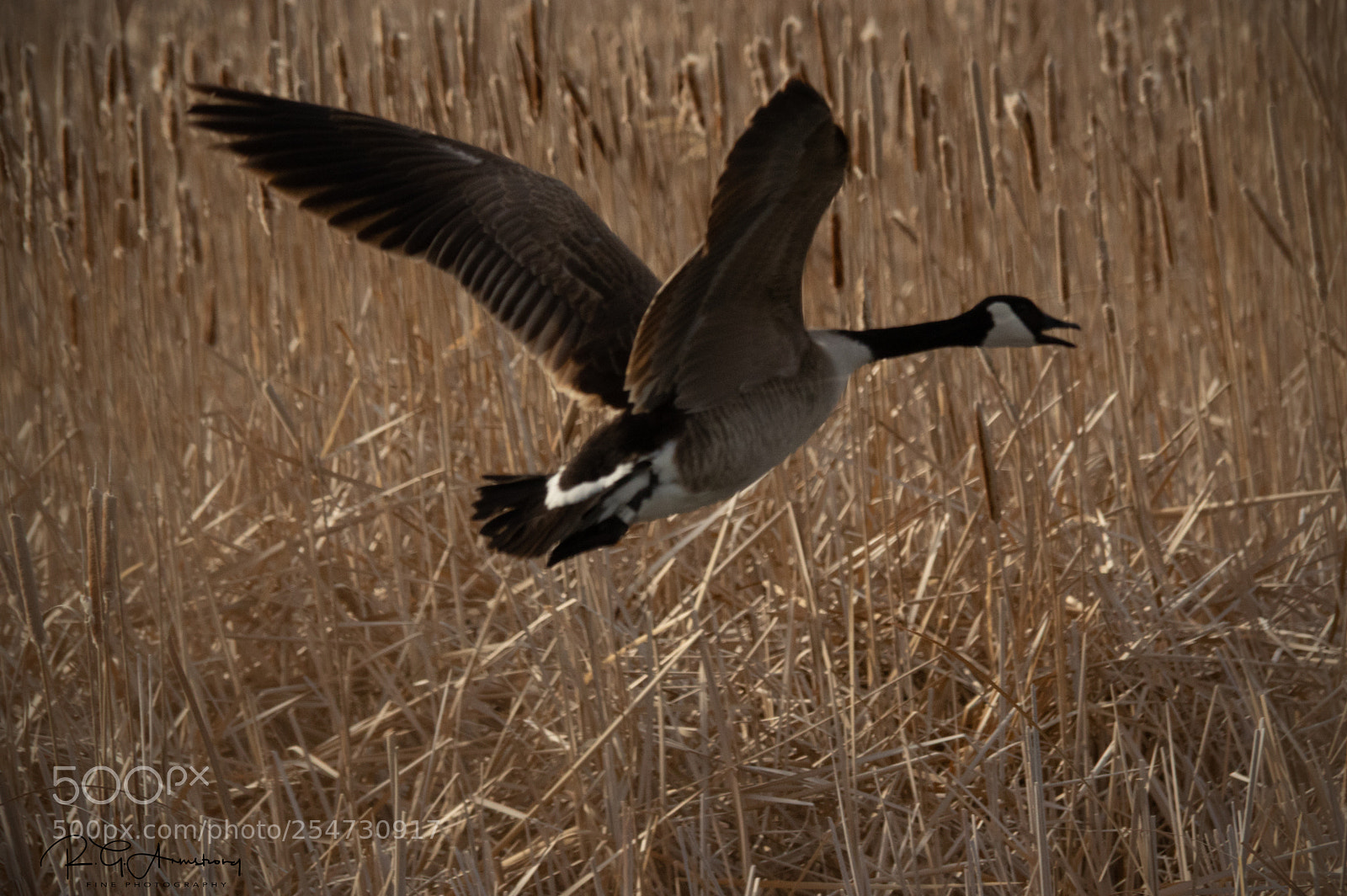 Pentax K-3 II sample photo. Landing at the marsh photography