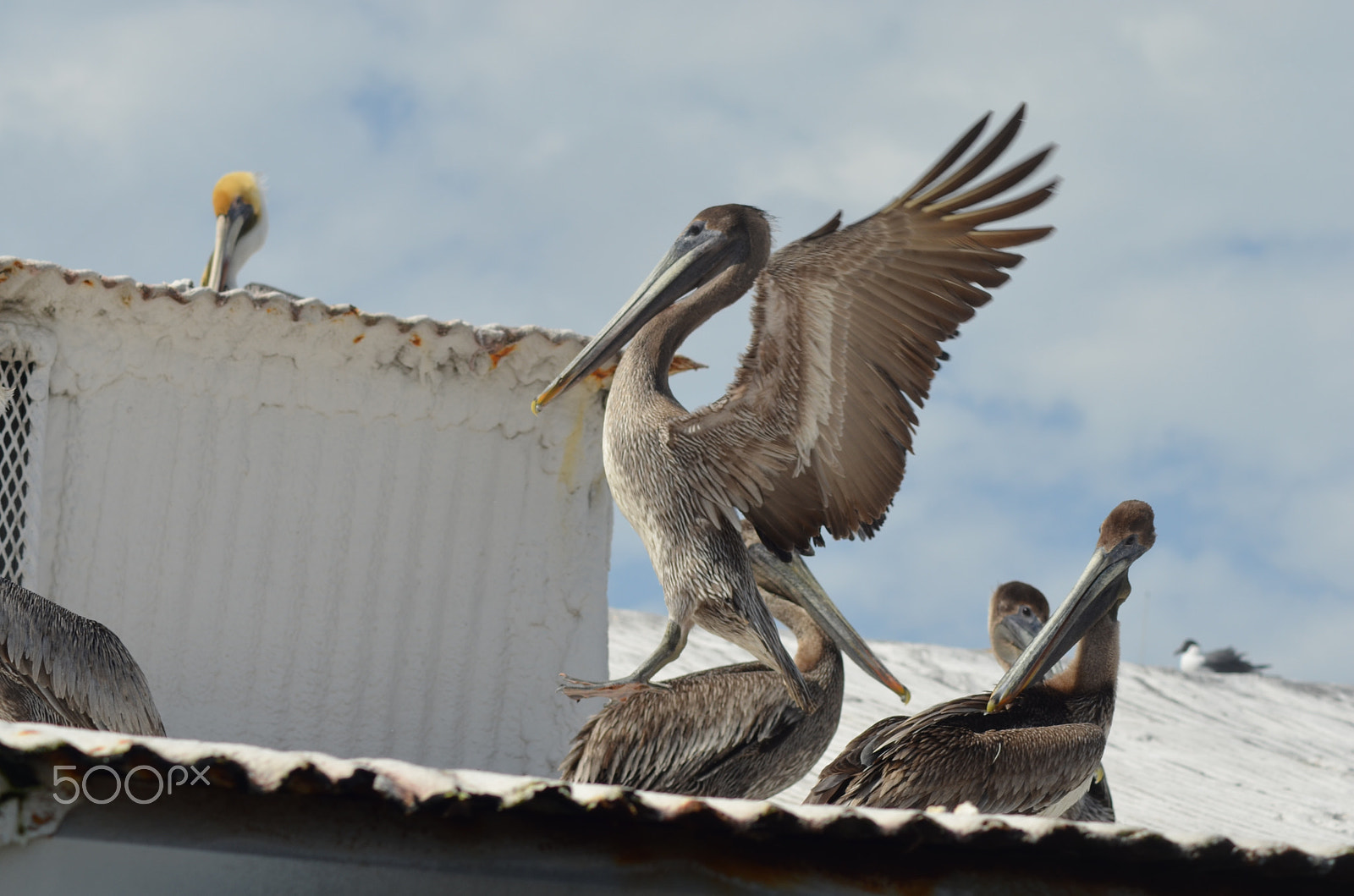 Nikon D5100 + Nikon AF Nikkor 70-300mm F4-5.6G sample photo. (t) photography