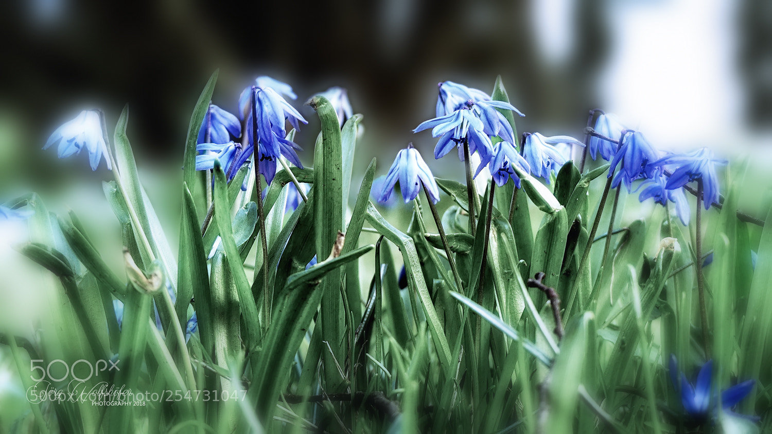 Panasonic Lumix DMC-FZ300 sample photo. Spring ii photography