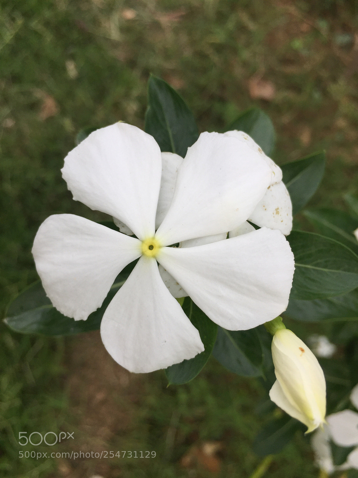 Apple iPhone 6 sample photo. Untitled photography