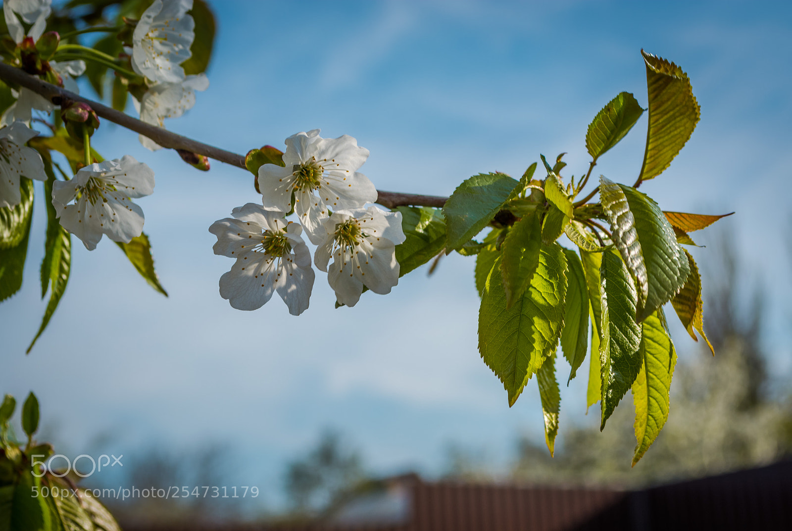 Nikon D5200 sample photo. Flowering cherries photography
