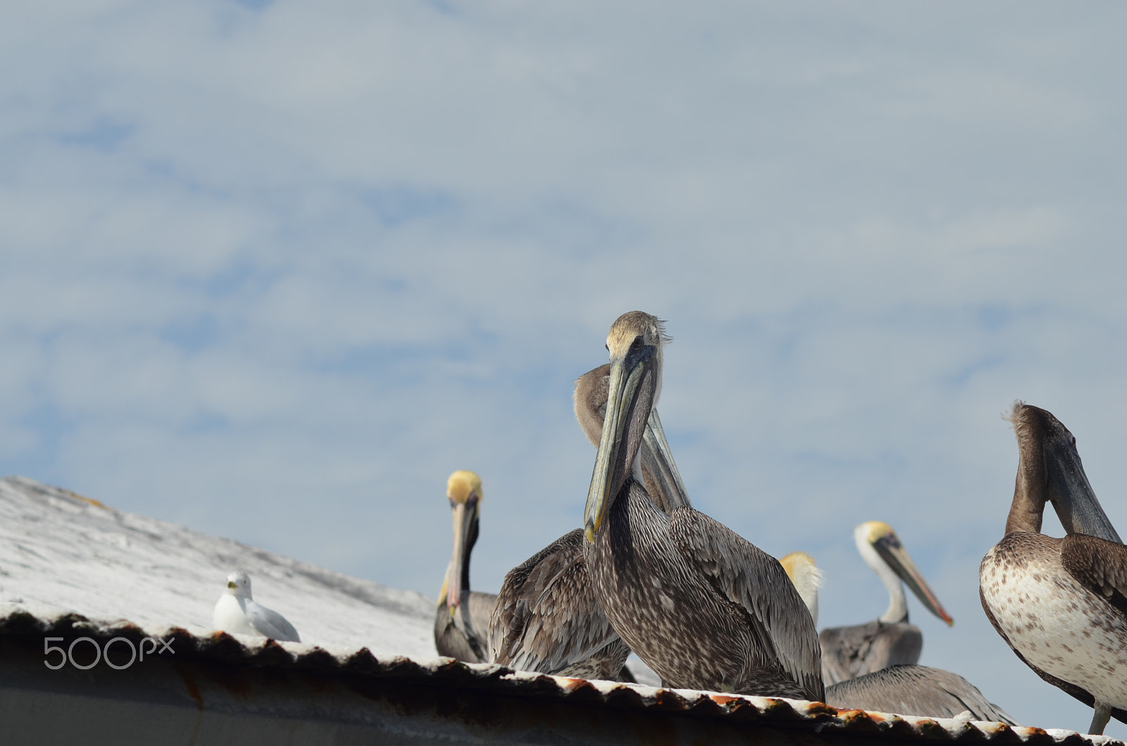 Nikon AF Nikkor 70-300mm F4-5.6G sample photo. (t) photography