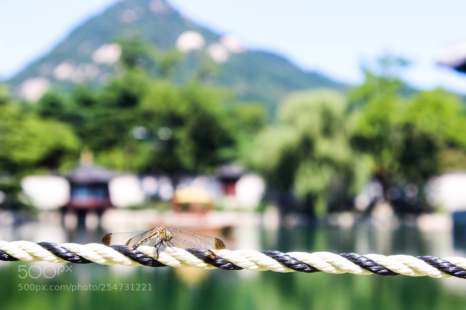 Canon EOS 600D (Rebel EOS T3i / EOS Kiss X5) sample photo. Dragonfly in gyeongbokgung palace photography