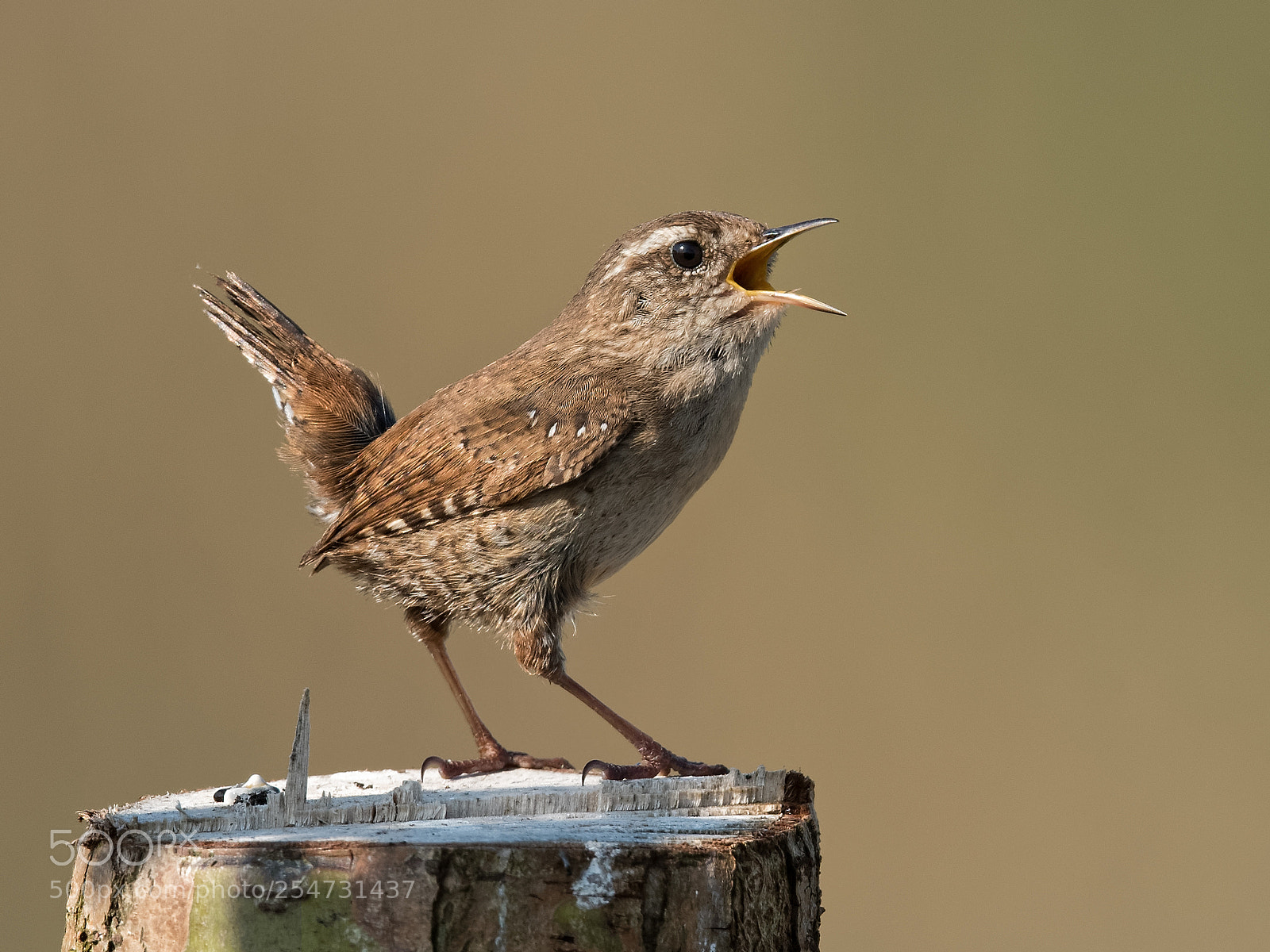 Nikon D500 sample photo. Little bird...big sound photography