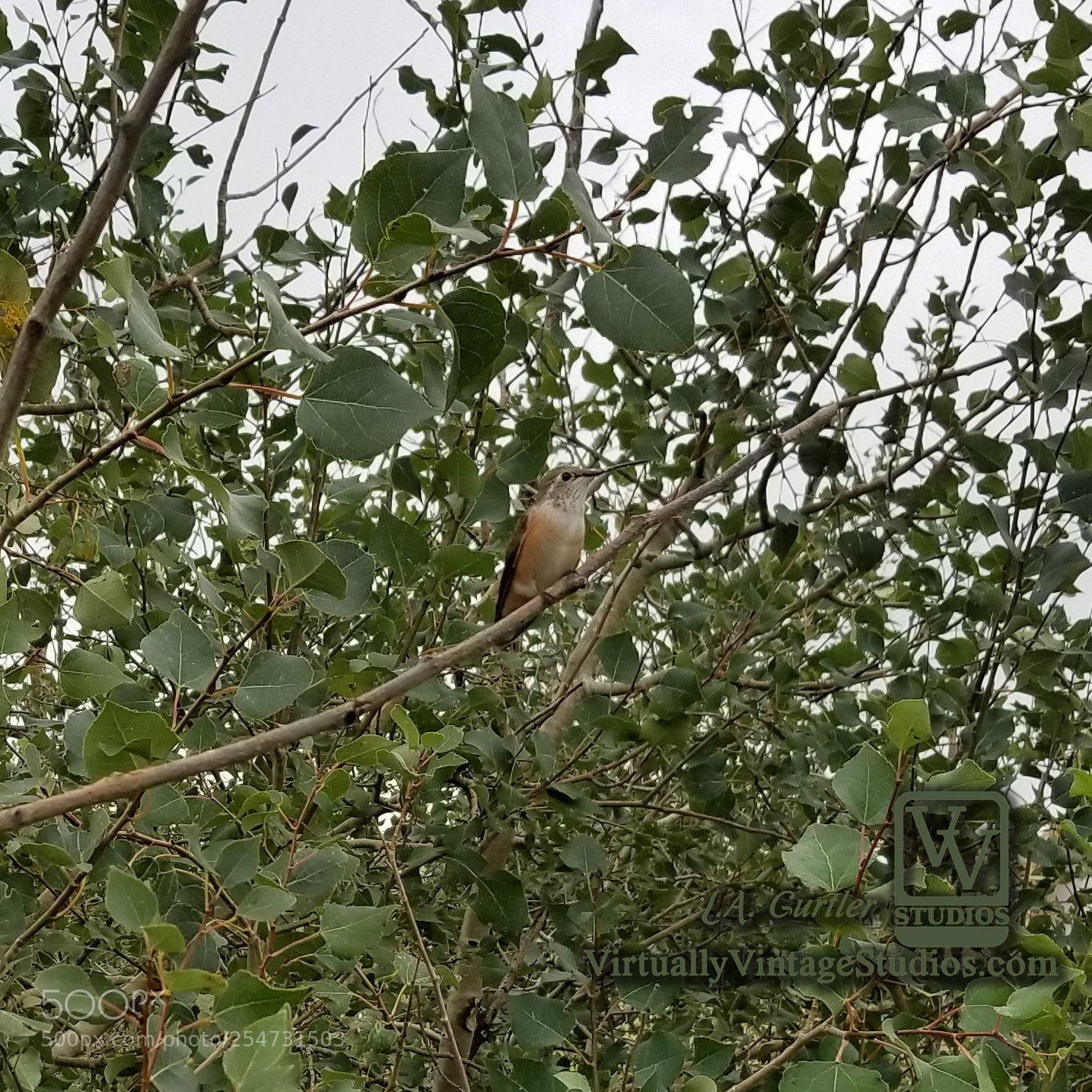 Samsung Galaxy S8 sample photo. Hummingbird on aspen photography