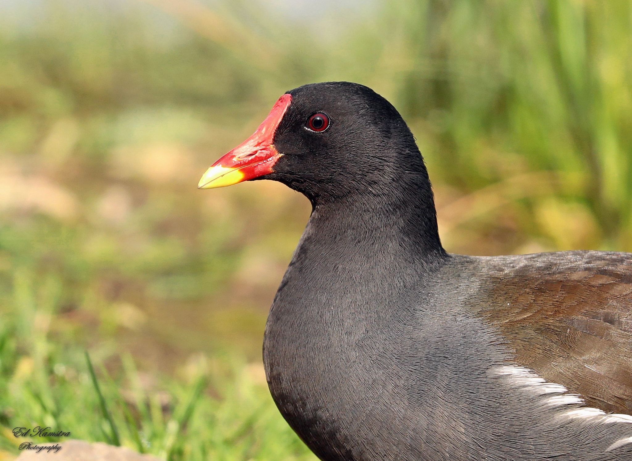 Canon EOS 5D Mark IV sample photo. Moorhen photography