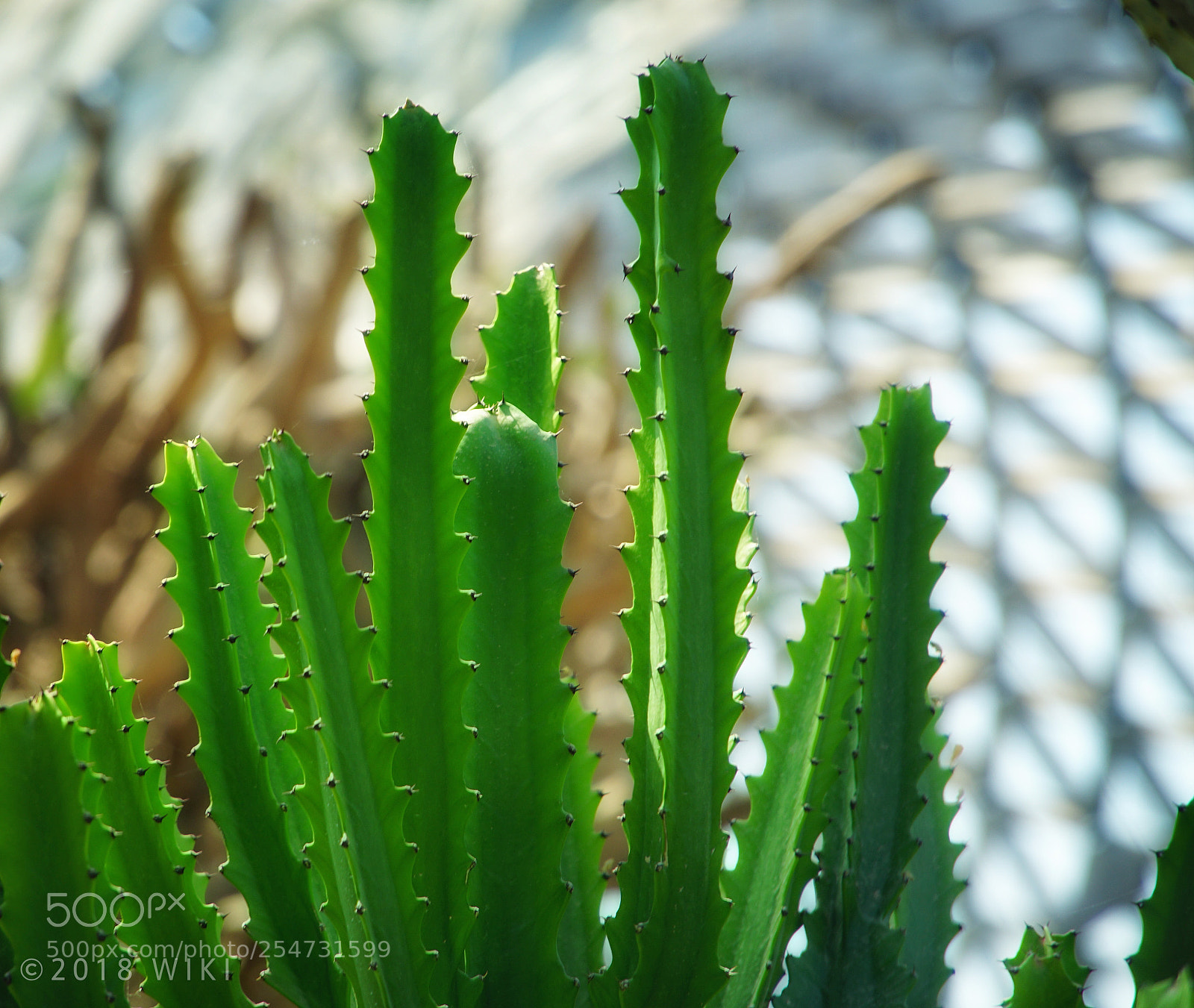 Sony a5100 sample photo. 仙人掌 photography