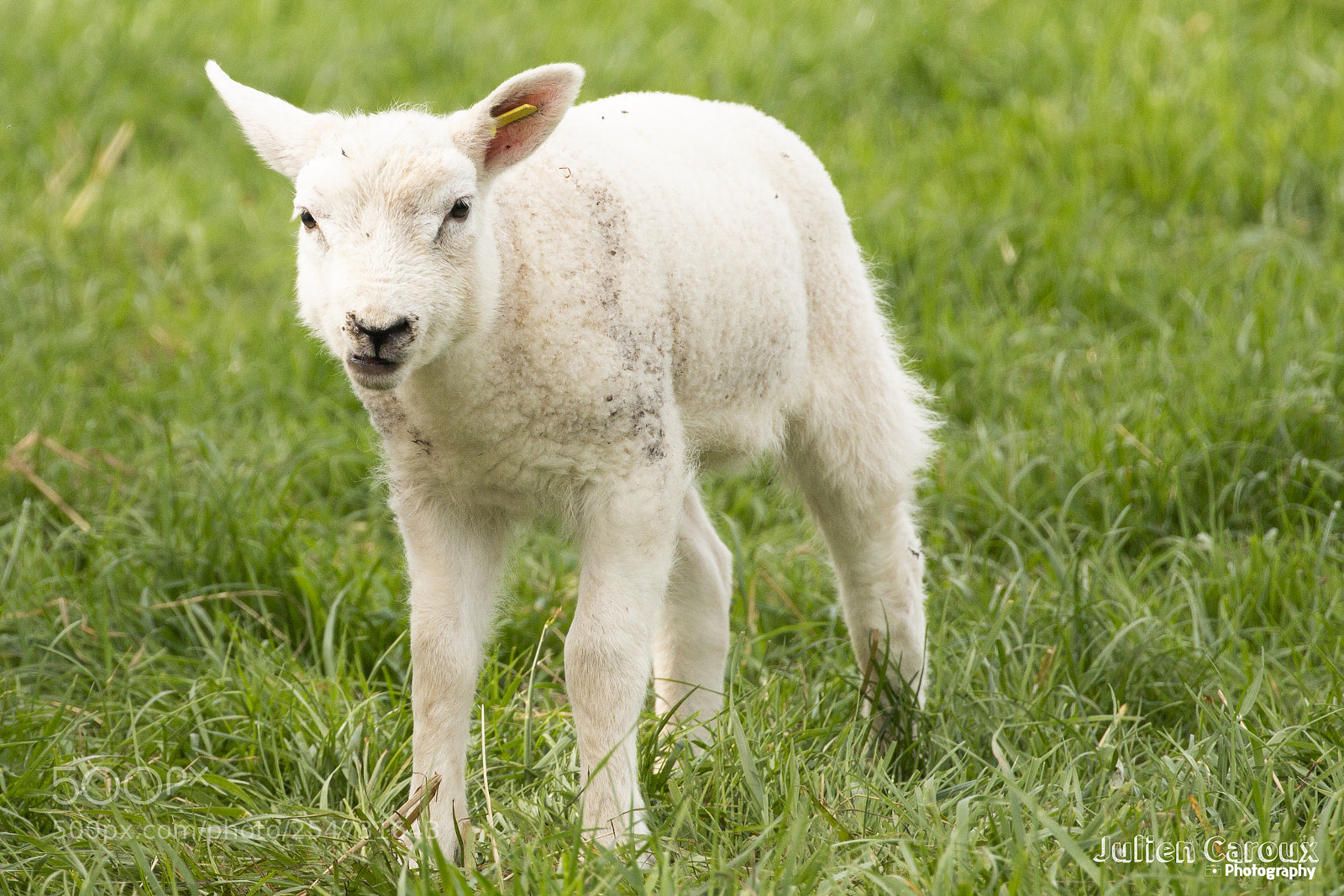 Canon EOS 70D sample photo. Cute lamb photography
