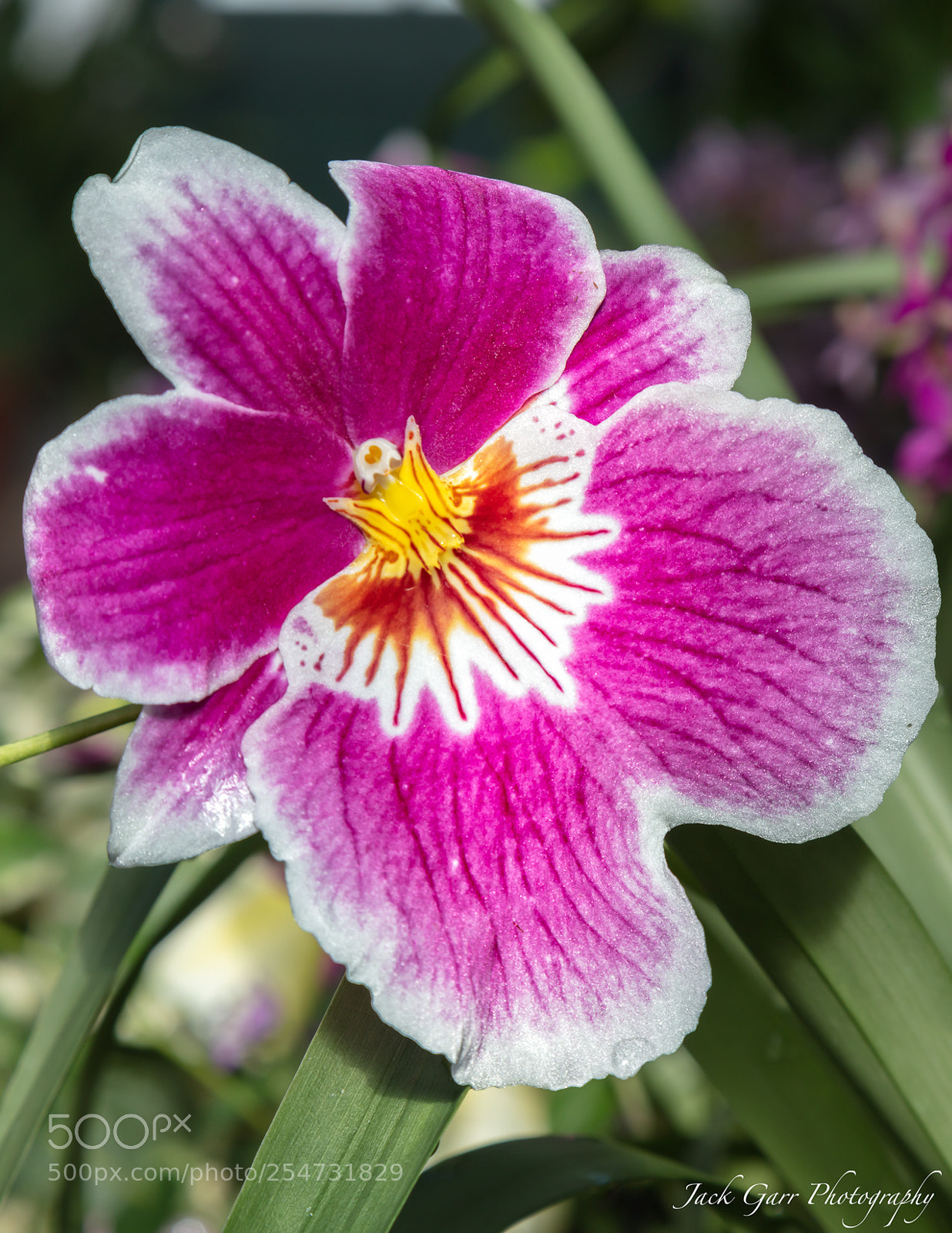 Canon EOS 5DS sample photo. Pansy orchid miltonia species photography
