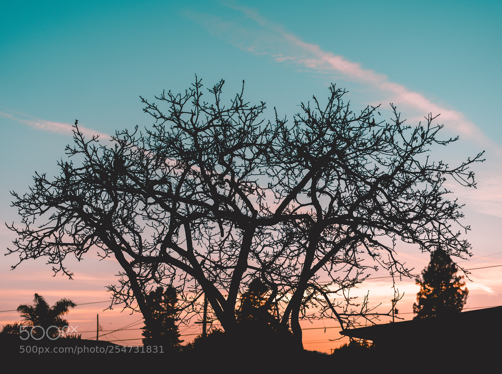 Sony a7R II sample photo. Untitled photography